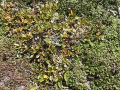 Salix uva-ursi