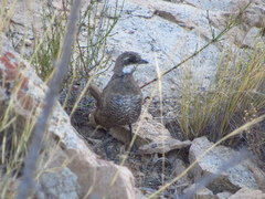 Pteroptochos megapodius