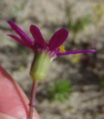 Senecio hastifolius