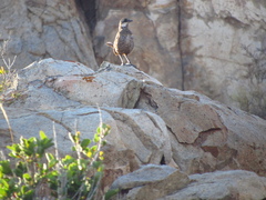 Pteroptochos megapodius
