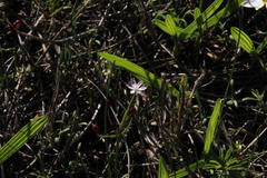 Strumaria tenella tenella