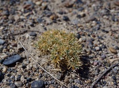 Astragalus kentrophyta ungulatus