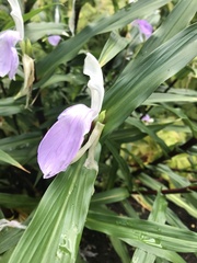 Roscoea