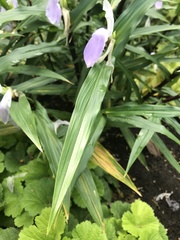 Roscoea