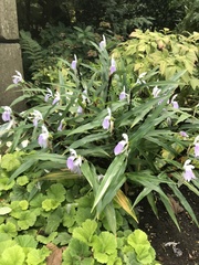 Roscoea