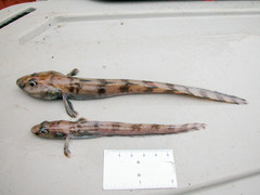Vahl's Eelpout photo 3