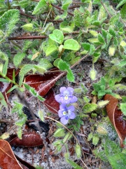 Tetraulacium veroniciforme