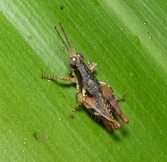 Eujivarus meridionalis