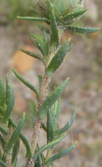 Pteronia hirsuta