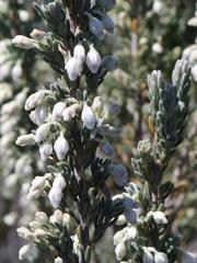 Erica leucodesmia