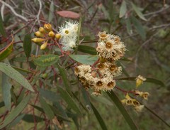 Eucalyptus calycogona