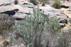 Erica leucodesmia