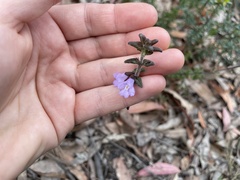 Prostanthera densa
