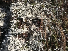 Thamnolia vermicularis