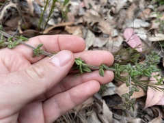 Prostanthera densa