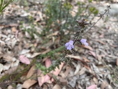 Prostanthera densa