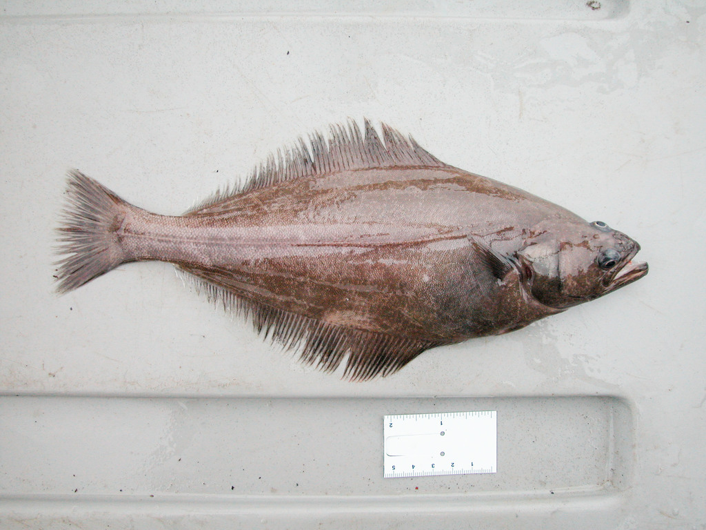 Groenlandse heilbot (Reinhardtius hippoglossoides) — Pleuronectidae