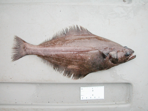 Black halibut (Reinhardtius hippoglossoides) — Pleuronectidae