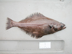 Reinhardtius hippoglossoides