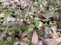 Prostanthera densa