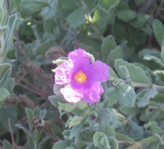 Cistus