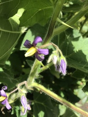 Solanum
