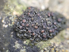 Enchylium polycarpon