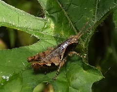Eujivarus meridionalis