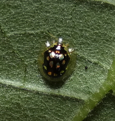 Plagiometriona microcera