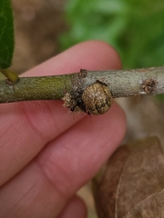 Kermesidae