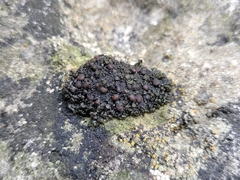 Enchylium polycarpon