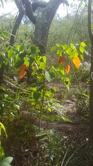 Homalanthus populifolius