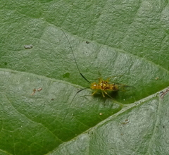 Thyrsophorinae