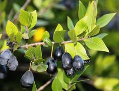 Myrtus communis communis