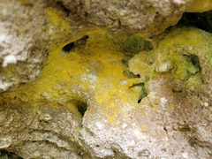 Leproplaca chrysodeta