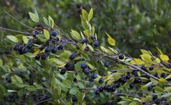 Myrtus communis communis