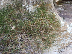 Selaginella underwoodii