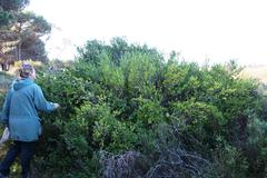 Myrtus communis communis