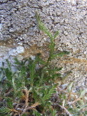 Selaginella underwoodii