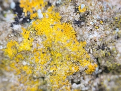 Leproplaca cirrochroa