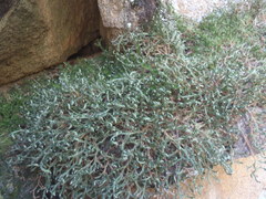 Selaginella underwoodii