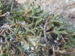 Selaginella underwoodii