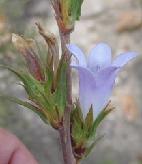 Prismatocarpus cliffortioides