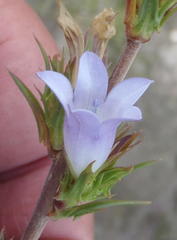 Prismatocarpus cliffortioides