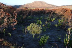 Asparagus rubicundus