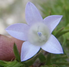 Prismatocarpus cliffortioides