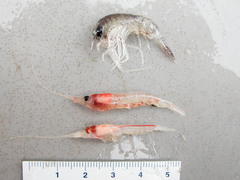 Themisto libellula
