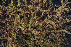 Asparagus rubicundus