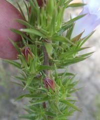 Prismatocarpus cliffortioides