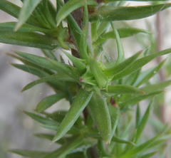 Prismatocarpus cliffortioides